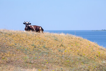Horned dairy cow on a hill on a clear summer day. South of Ukraine, Kherson region, village Shiroka Balka.