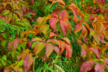 Buntes Herbstlaub im Sonnenschein
