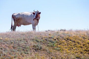 Horned dairy cow on a hill on a clear summer day. South of Ukraine, Kherson region, village Shiroka Balka.