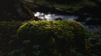 Hiking in the forest of Oslo