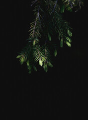 Fototapeta na wymiar Spruce in the forest of Norway