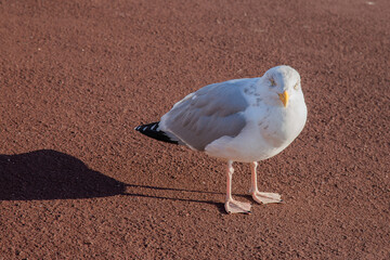 Adult European Herring Gull standing on red tarmac.