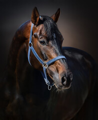 Portrait of bay horse on dark background.