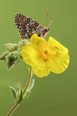 Melitaea butterfly on a flower in the early morning is waiting for dawn