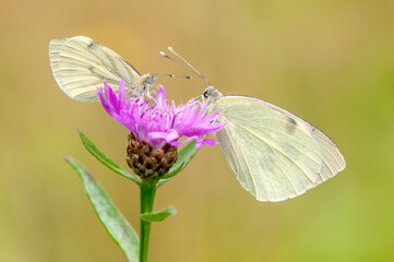 Two small white butterflies on the flower awaits dawn early in the morning