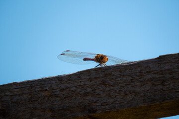 Dragonfly Wandering Glider Pantala Flavescens smiling for the camera