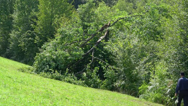 Man goes to fallen tree from strong wind - (4K)
