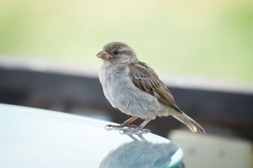 A fat well-fed brown contented sparrow sits on the table and asks for food