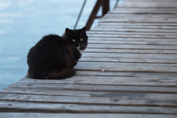 Black cat sitting on the embankment by the sea. Blurry background. Cute street cat in its natural habitat in winter.