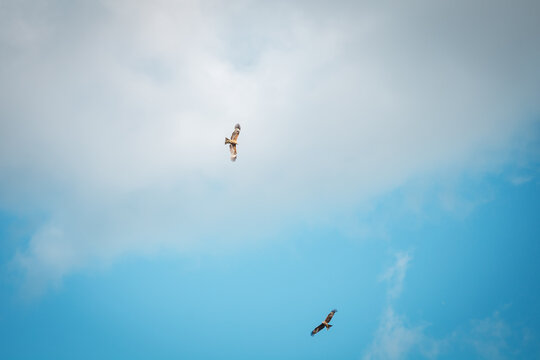 Two big birds soar in the blue sky