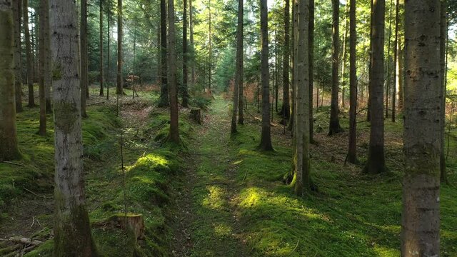 Slow flying above mossy path in the sunny morning forest. 