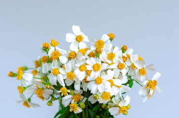 Partial focus of Spanish needles or Bidens alba flowers on white background.