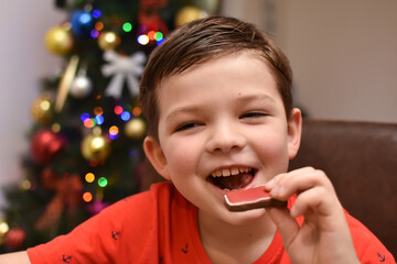 Boy eats Christmas gingerbread cookies in front of fir tree. Happy child get homemade gingerbread cookies. Bake and eat Christmas cookies