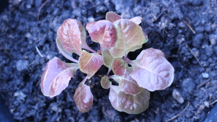 organic red oak vegetables in  the garden