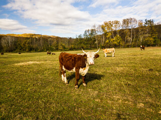 Fototapeta na wymiar bull. cows graze on pasture in autumn. cattle in field. livestock and farming.