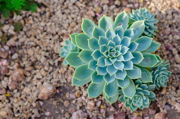 Echeveria Hybrid which is a succulent draught tolerant plant in the garden.