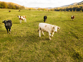 bulls and cows graze on pasture in autumn.cattle in field. livestock and farming