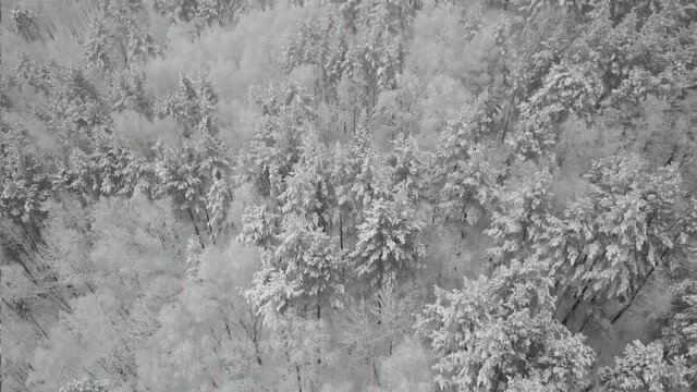 Aerial photography of the winter forest. Tall pine trees covered with snow