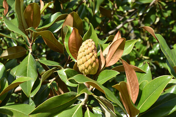 Fruit du magnolia grandiflora en été