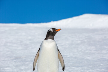 Obraz premium penguin Gentoo (Pygoscelis papua)