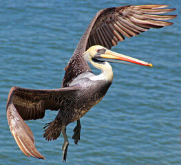 Pelikan im Flug vor Wasser im Hintergrund