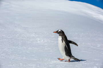 penguin Gentoo (Pygoscelis papua)