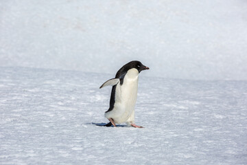 Adélie penguin  (Pygoscelis adeliae)