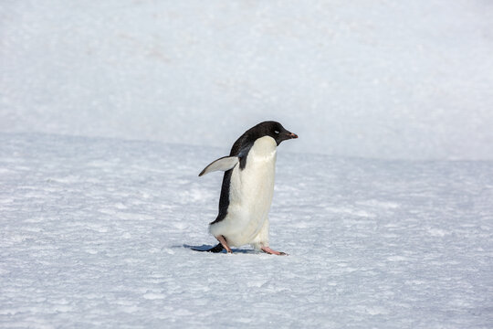 Adélie penguin  (Pygoscelis adeliae)