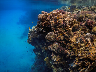 beautiful colorful corals while snorkeling in the red sea