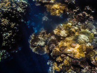 Fototapeta na wymiar beautiful colorful corals and a gap with cave in dark blue water