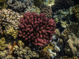 red coral between many other species in the sea
