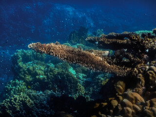 long overhang from the corals during diving in the red sea