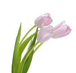 isolated pink tulips flowers on  white background