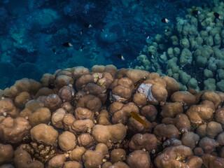 beautiful corals while diving in the deep in the red sea