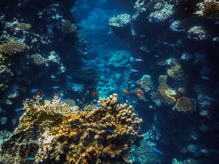 Plakat gap between corals in blue water while diving in the red sea