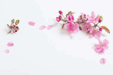 Fototapeta na wymiar pink apple flowers on white background