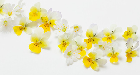 viola flowers on white background