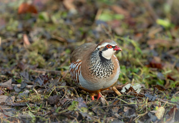 Partridge, Scientific name:  alectoris rufa.  Red-legged or French partridge in Winter, foraging in natural agricultural habitat with fallen Autumn leaves. Close up. Facing right. Horizontal.Copyspace