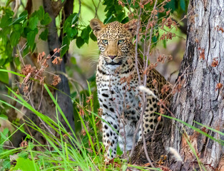 Wildlife image from Botswana