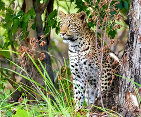 Naklejka na ściany i meble Wildlife image from Botswana