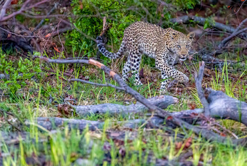 Wildlife image from Botswana