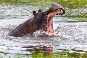 Wildlife image from Botswana