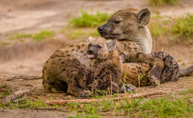 Wildlife image from Botswana