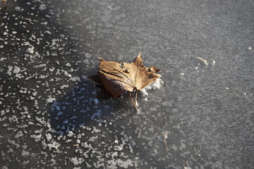 dry leaf on a frozen pond