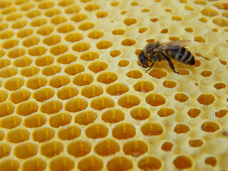 bees working on a frame with honey, draining honey