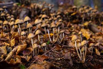 mushrooms in the beech forest in autumn