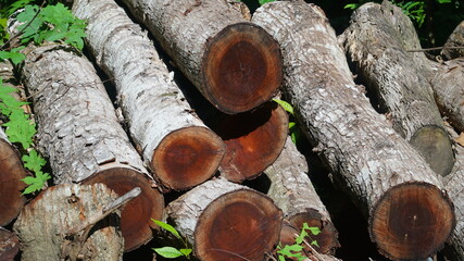 Tree trunks are cut and stacked irregularly
