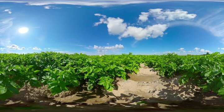 Potato plants in white bloom. Green flowering potato bushes planted in rows on a farm field. Potato growing, crop. agriculture. summer sunny day. Virtual Reality 360.