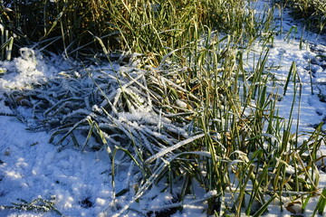 green grass among white snow