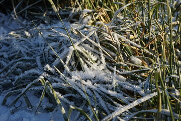 green grass covered with first snow